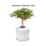 The Living Urn® Indoors / Patio
